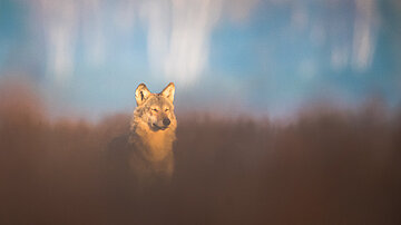 Vortrag | Die Rückkehr des Wolfes nach Thüringen Vortrag | Die Rückkehr des Wolfes nach Thüringen