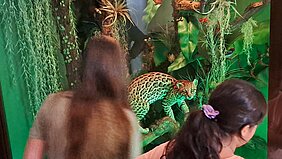 Naturschätze neu entdecken | Eröffnung des erweiterten Naturhistorischen Museums Rudolstadt Naturschätze neu entdecken | Eröffnung des erweiterten Naturhistorischen Museums Rudolstadt