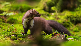 Buchlesung | "Weißkelchen" von Kurt Bachor